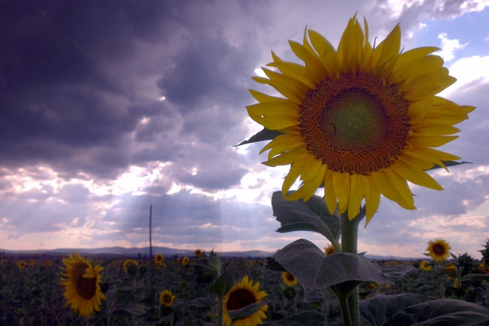 Промоция от 2 99 лв за бутилка олио доведе до огромни